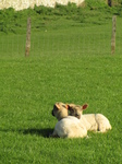 SX18043 Two lambs cuddled up.jpg